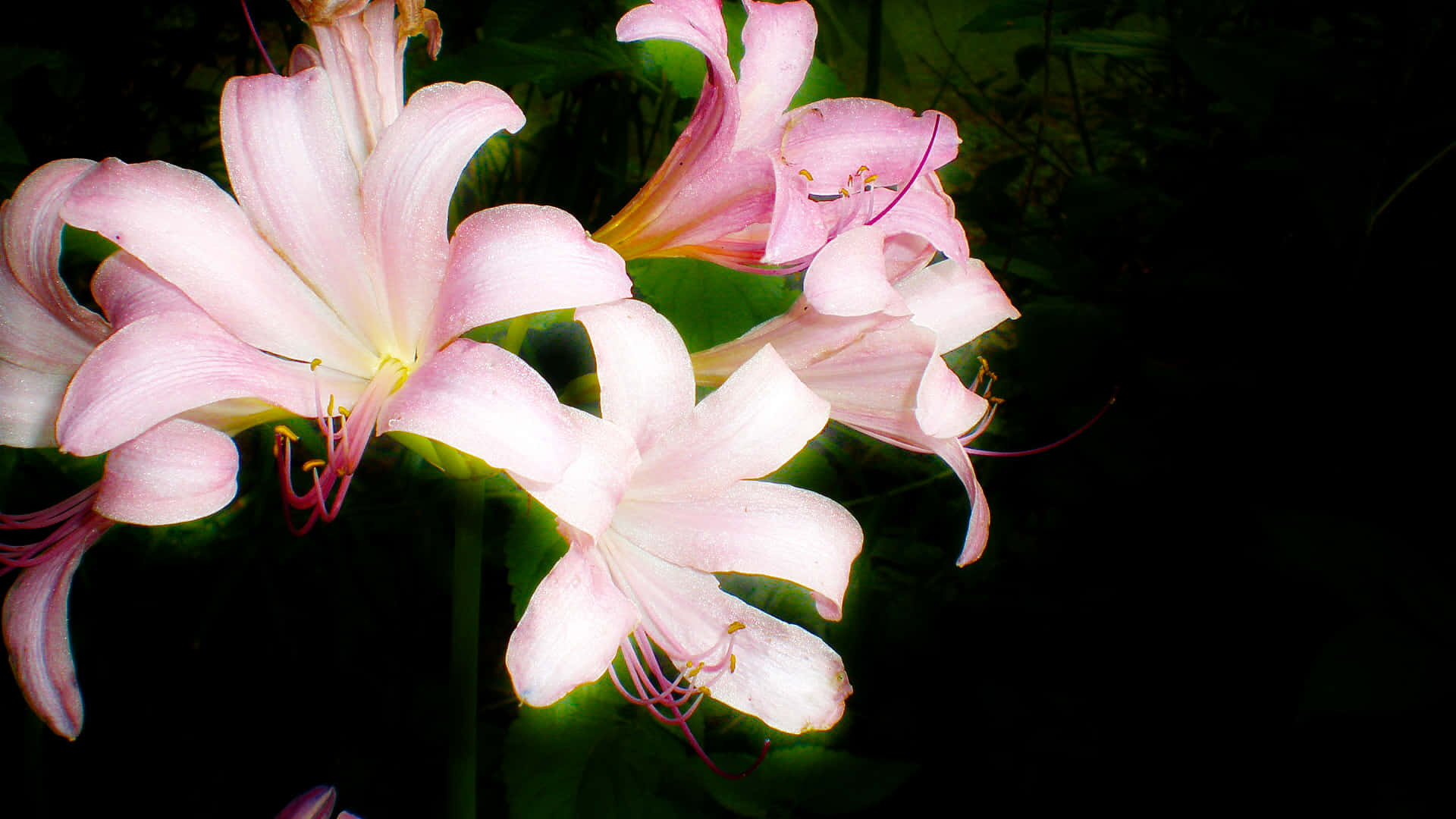 Elegant White Lilies on a Beautiful Blurred Background