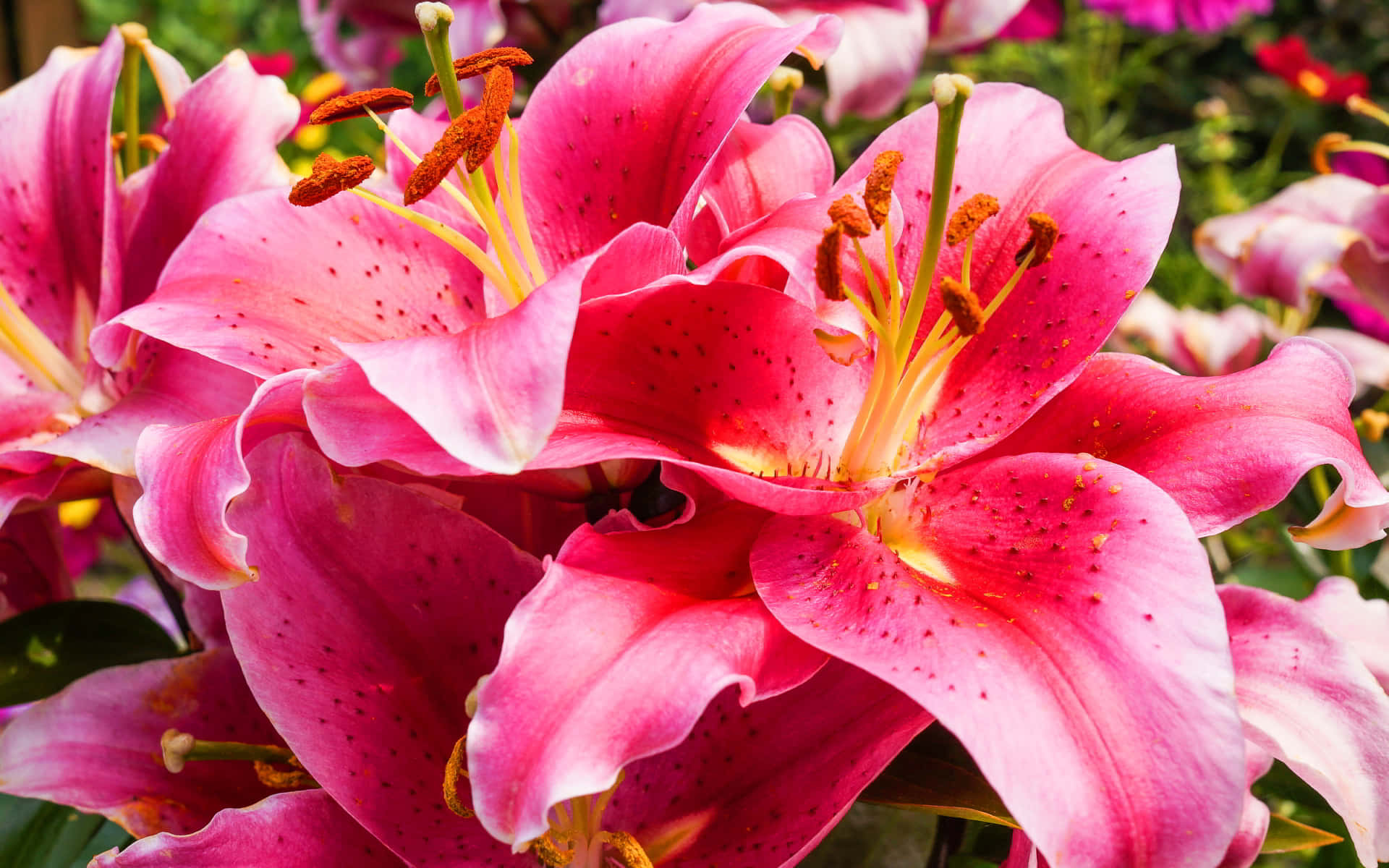 A Stunning White Lily Flower on a Refreshing Green Background