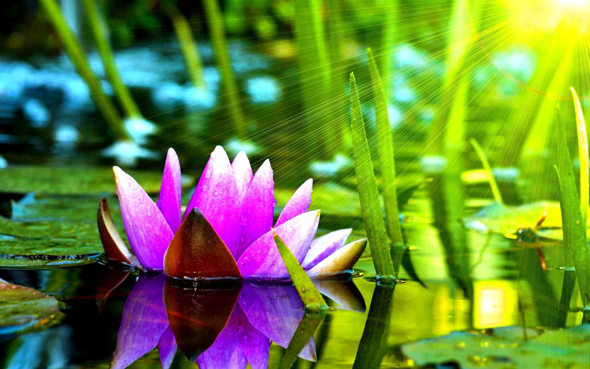 Caption: Elegant White Lily on Soft Purple Background