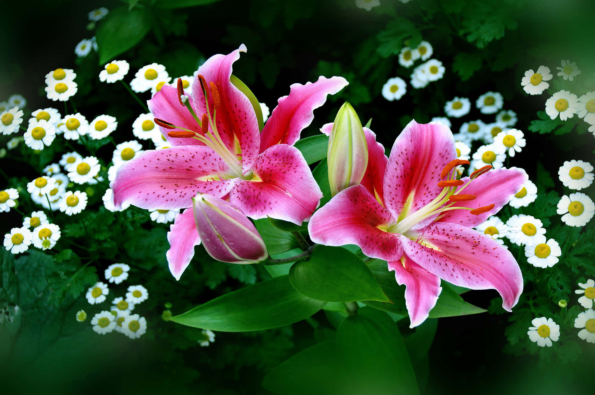 Caption: Blooming Lily Flowers on a Vibrant Background