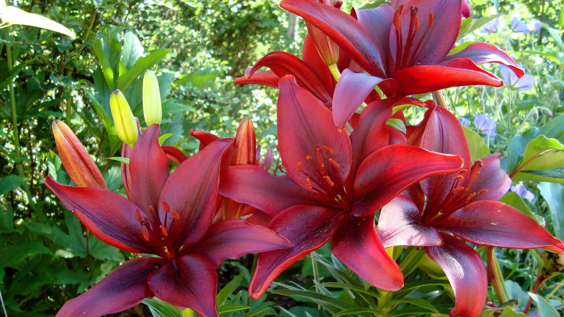 Beautiful White Lily Blooms