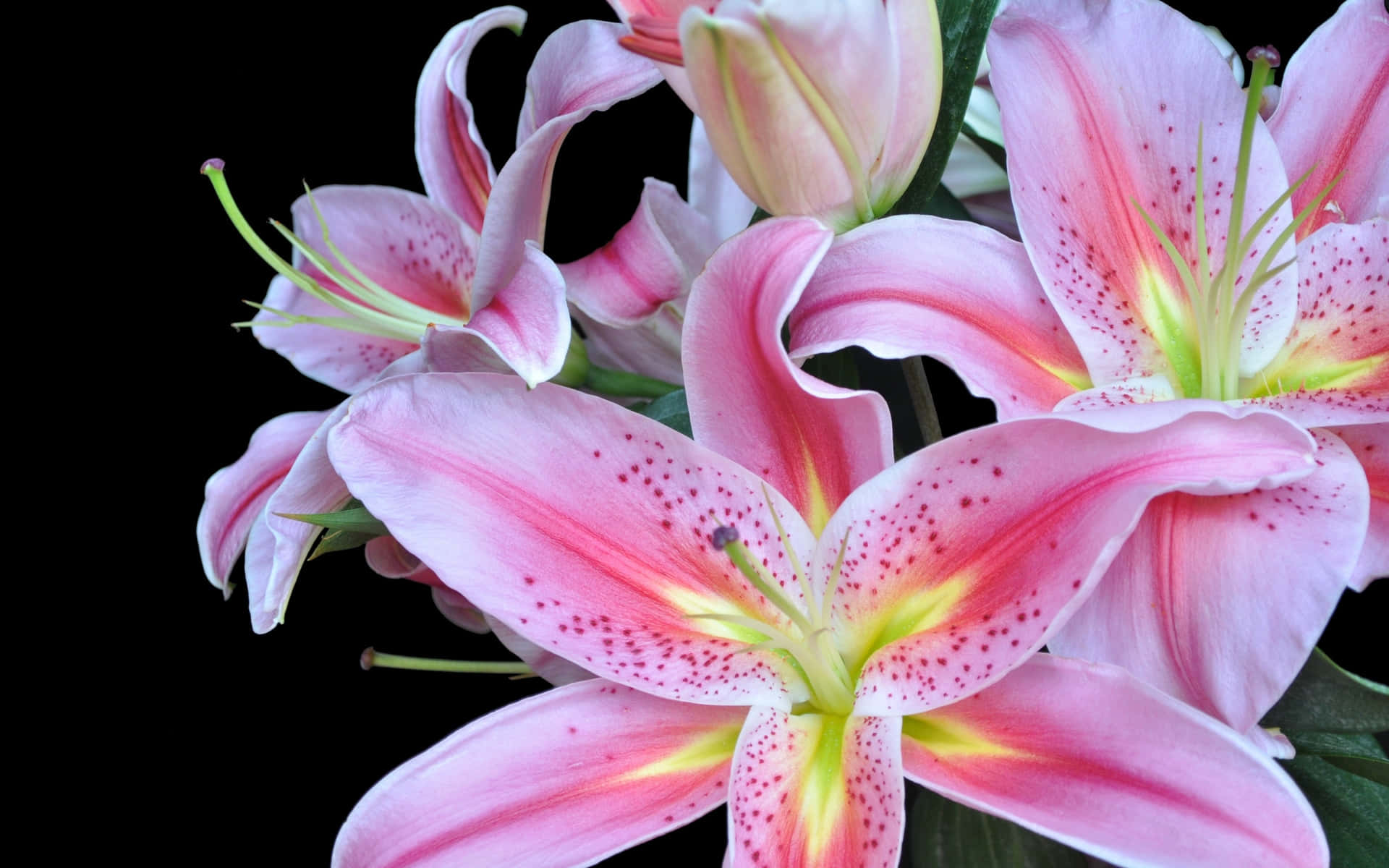Stunning Lily in Full Bloom