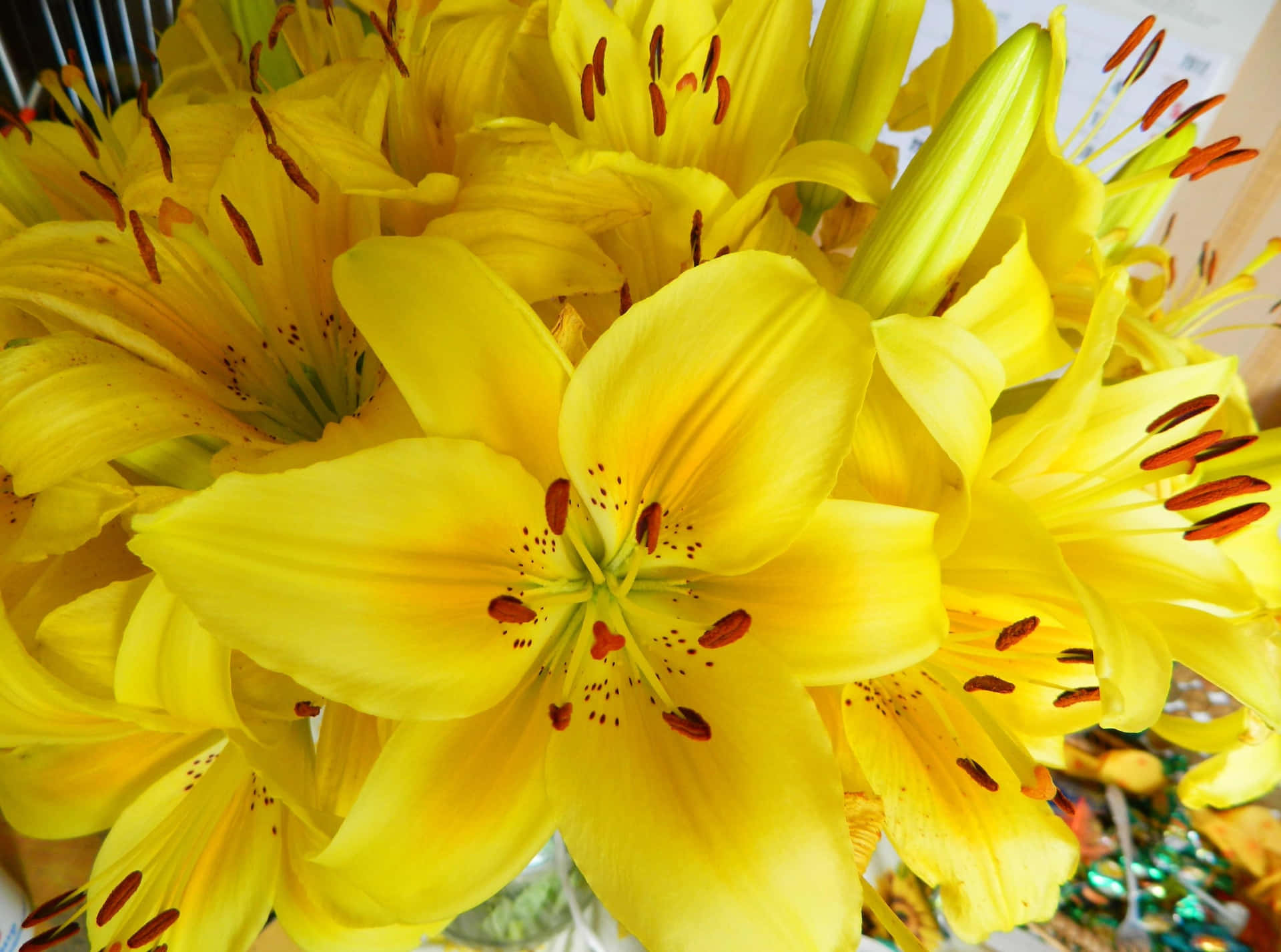Beautiful Blooming Lilies in Vibrant Colors