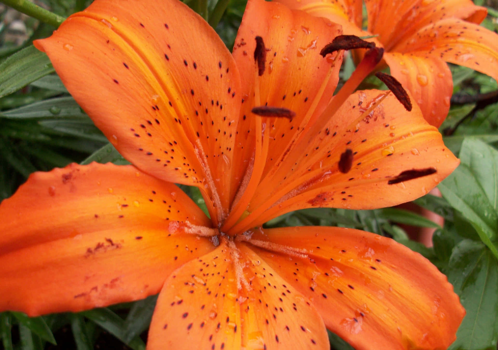 Beautiful Blooming Lily Flowers