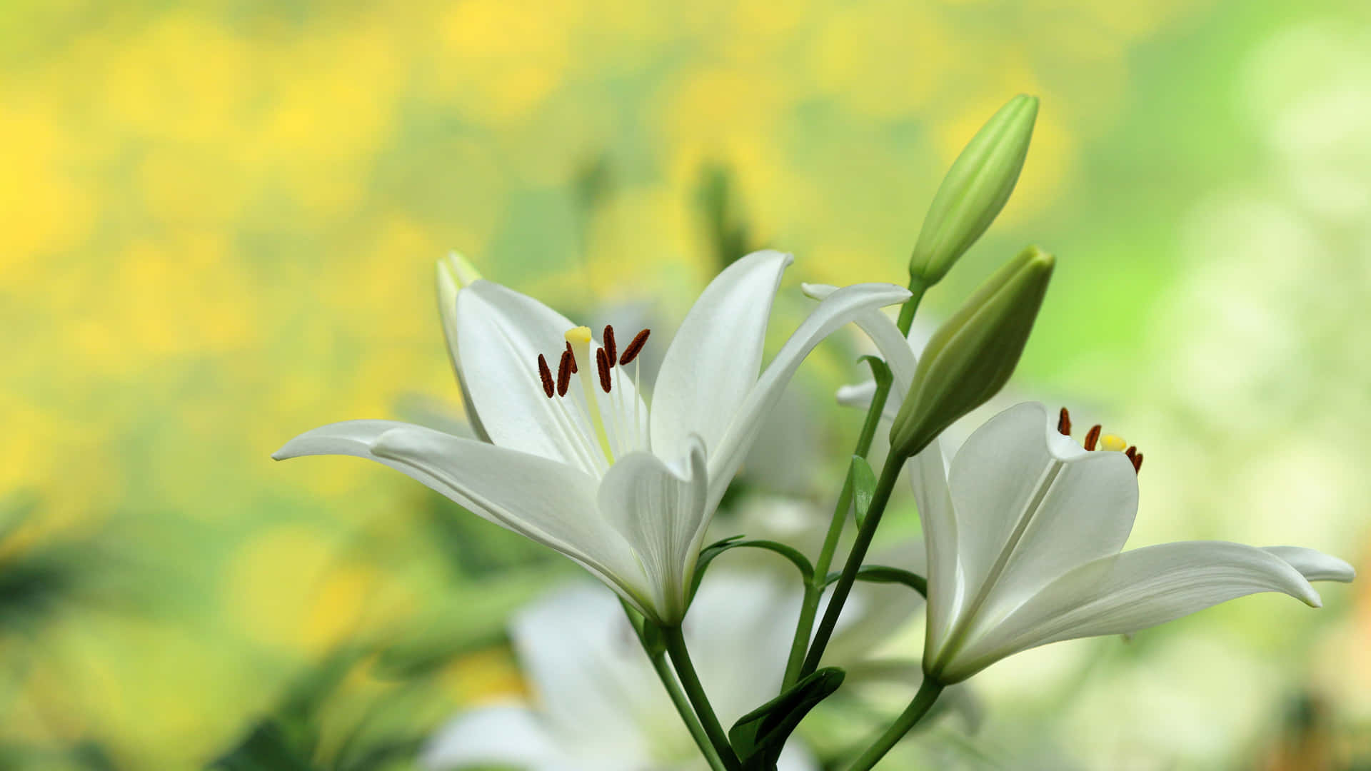 Caption: Elegant Lily on a Blurred Background