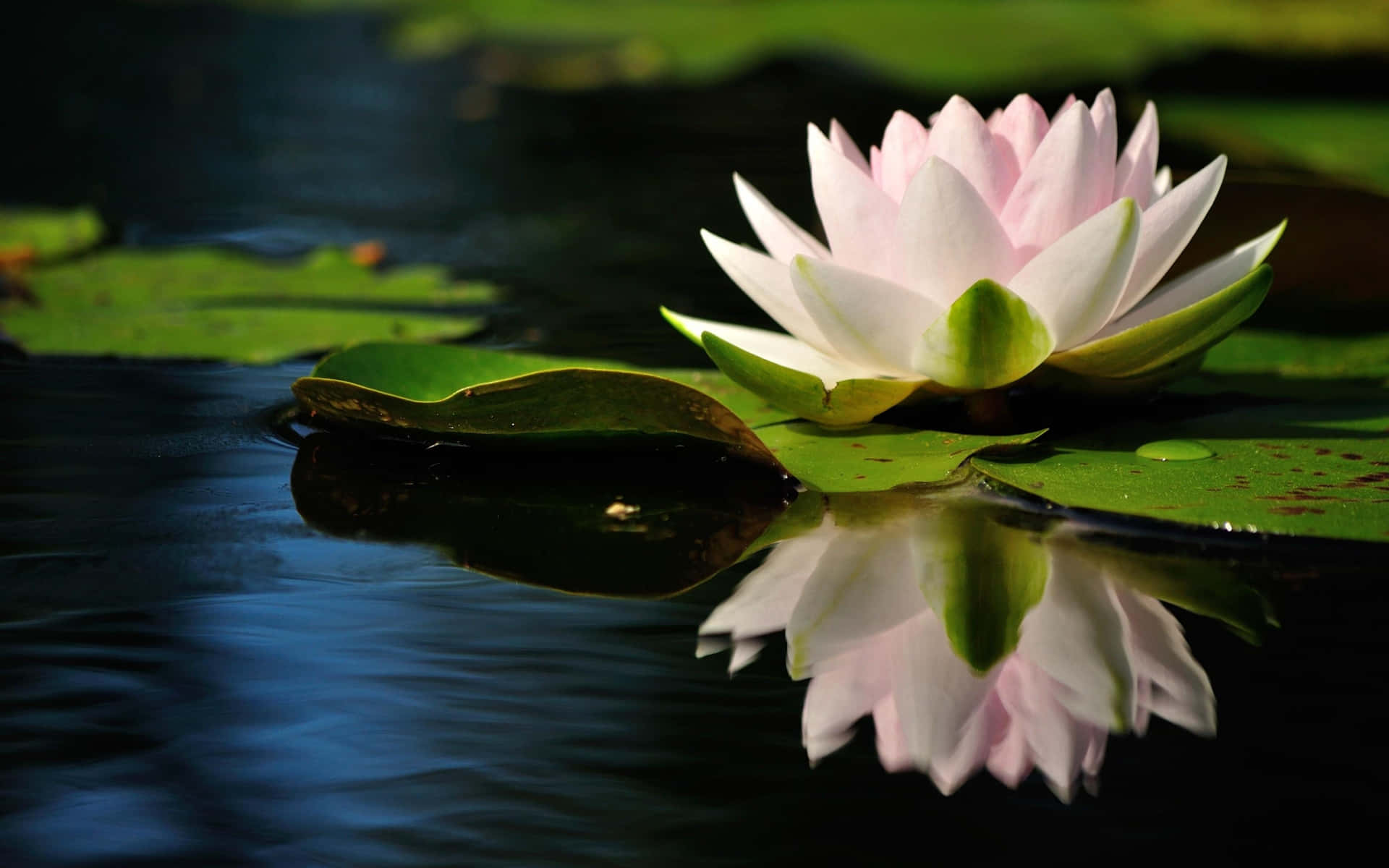 Beautiful Lily Blooms in Nature