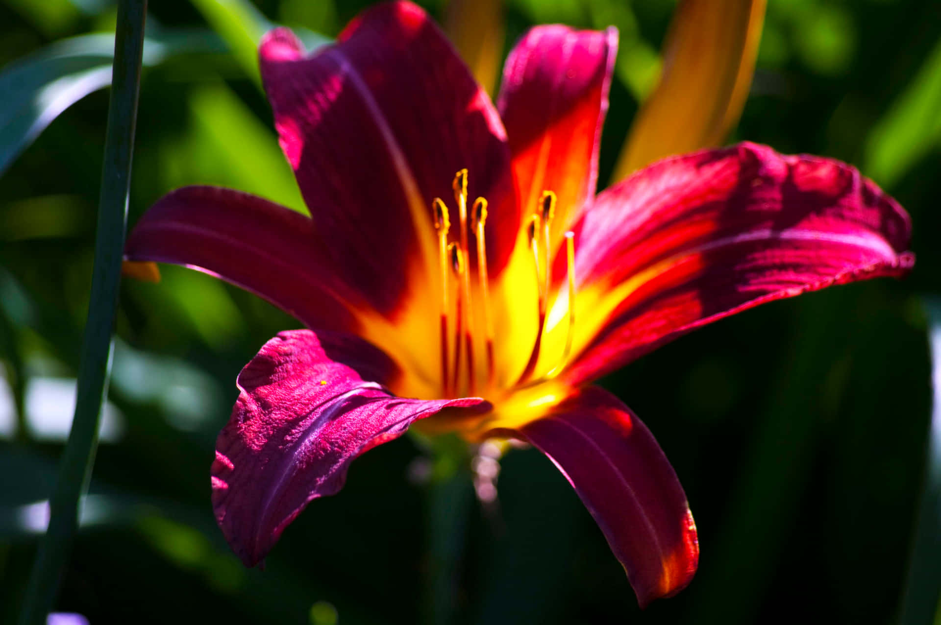 Stunning close-up of a blooming lily flower on a serene background