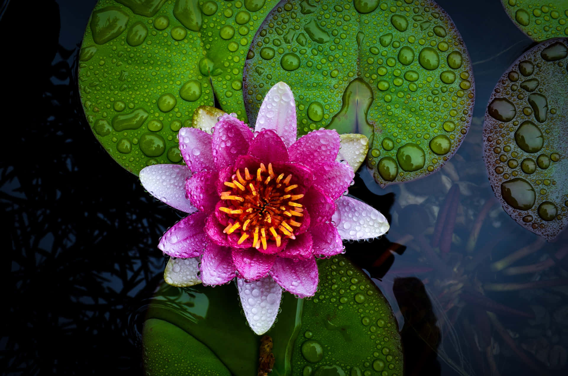 Elegant Bloom - Captivating Lily Flower