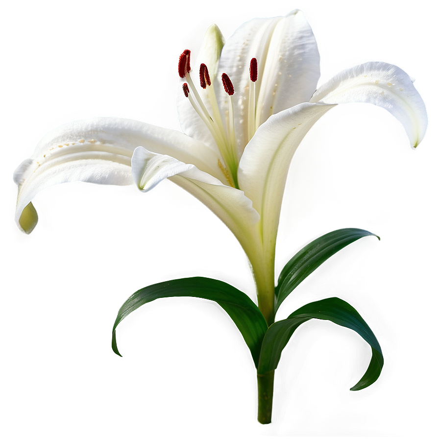 Lily Flower A PNG