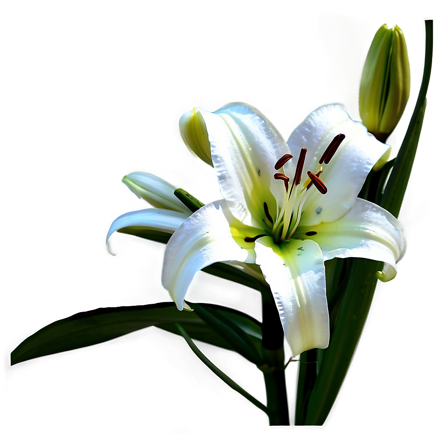 Lily Flower Art Png Jsw77 PNG