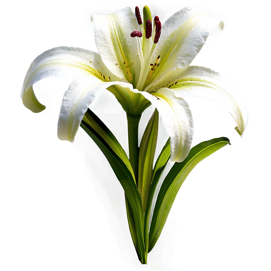 Lily Flower B PNG