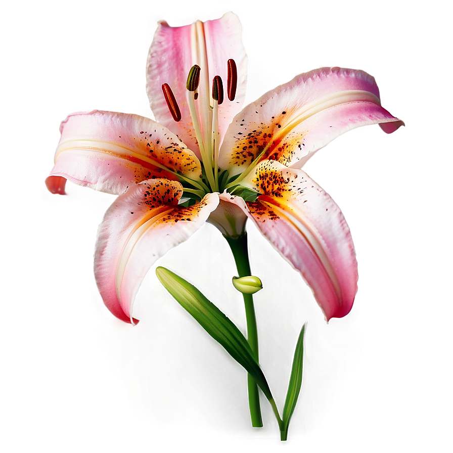 Lily Flower Background Png Afy PNG