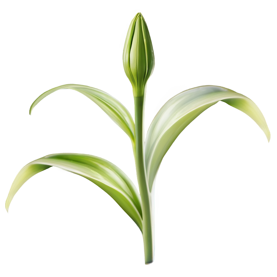 Lily Flower Bud Png Dgs PNG