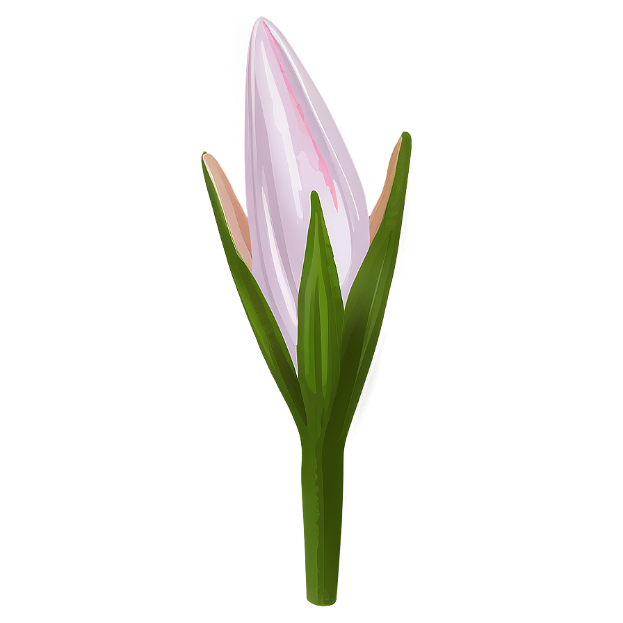 Lily Flower Bud Png Swc47 PNG