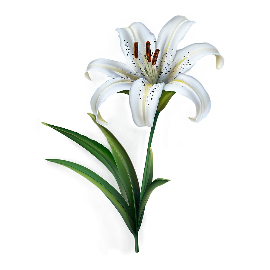 Lily Flower Clipart Png 14 PNG