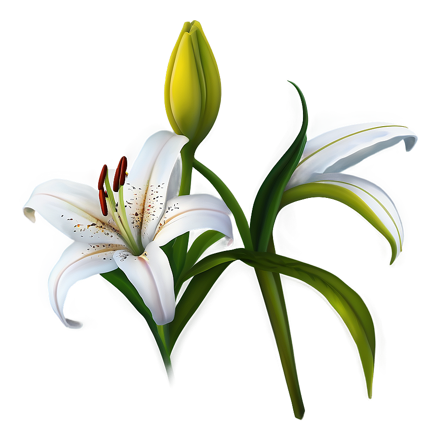 Lily Flower Clipart Png Obc58 PNG