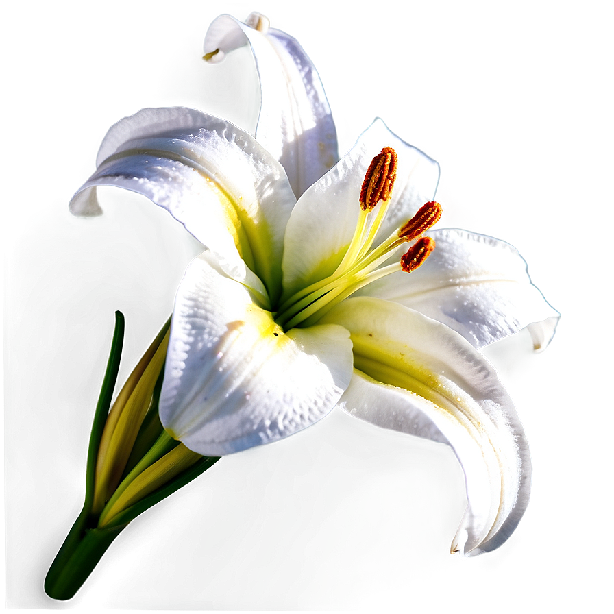 Lily Flower Close Up Png 88 PNG