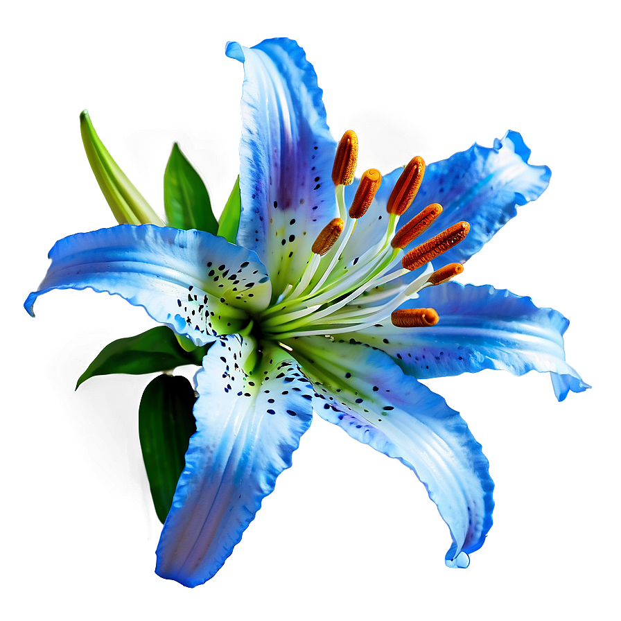 Lily Flower Close Up Png Wfe42 PNG