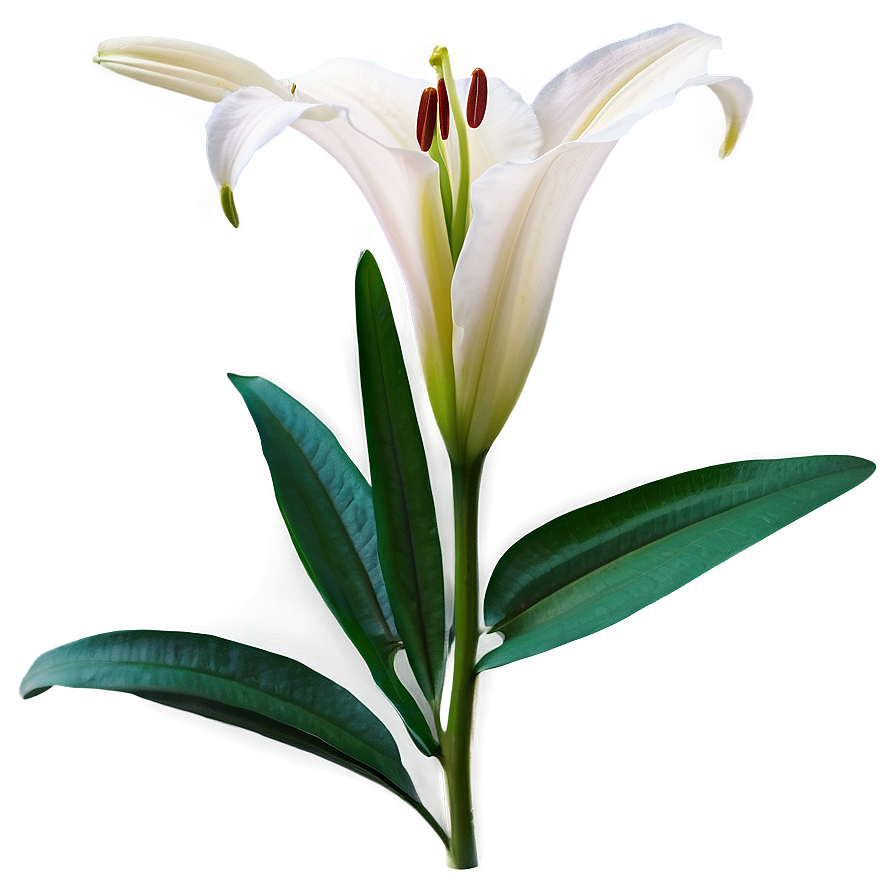 Lily Flower Close Up Png Ygu PNG