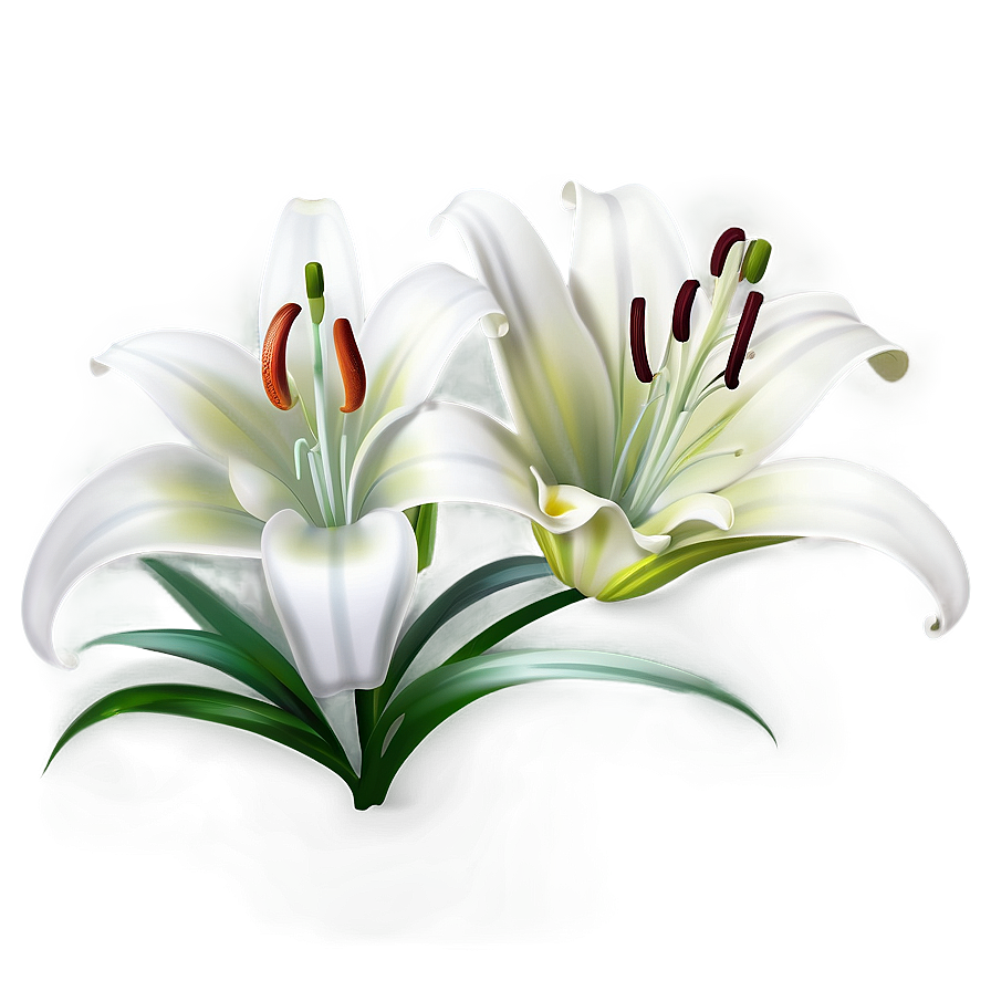 Lily Flower Drawing Png Kwx93 PNG