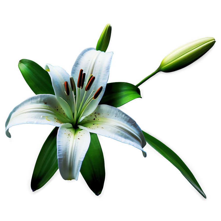 Lily Flower Emblem Png 06272024 PNG