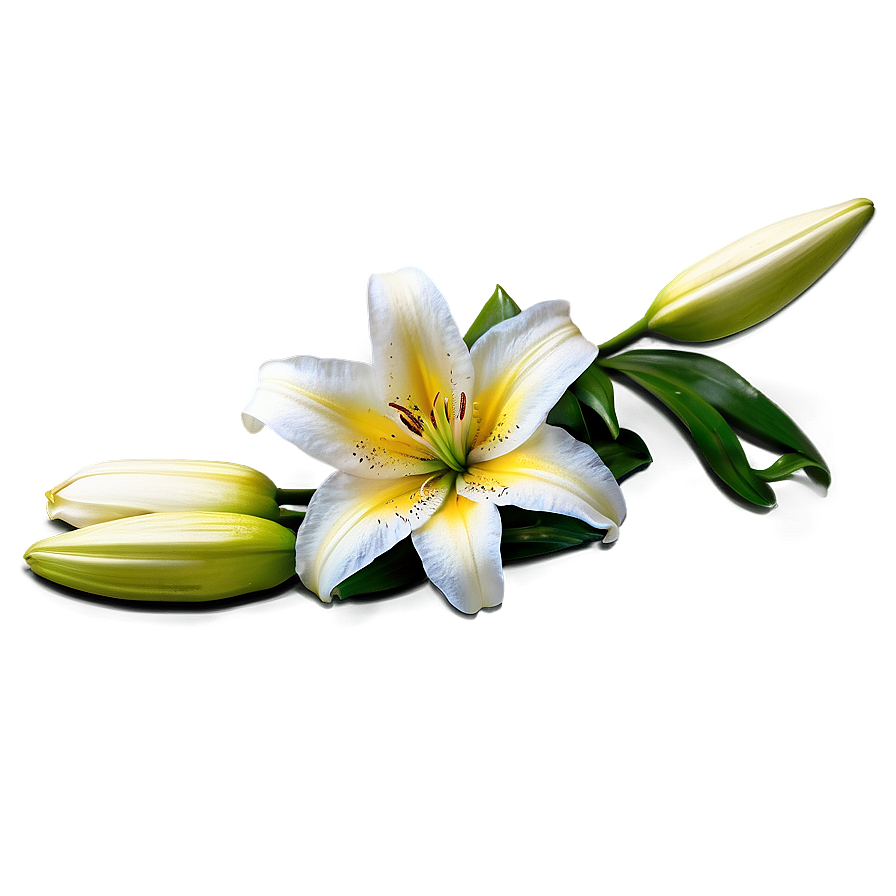 Lily Flower Field Png 06272024 PNG