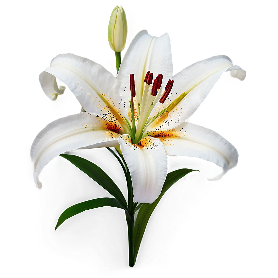 Lily Flower Field Png 06272024 PNG