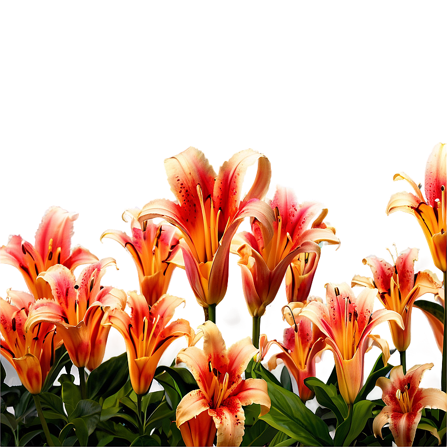 Lily Flower Field Png 40 PNG