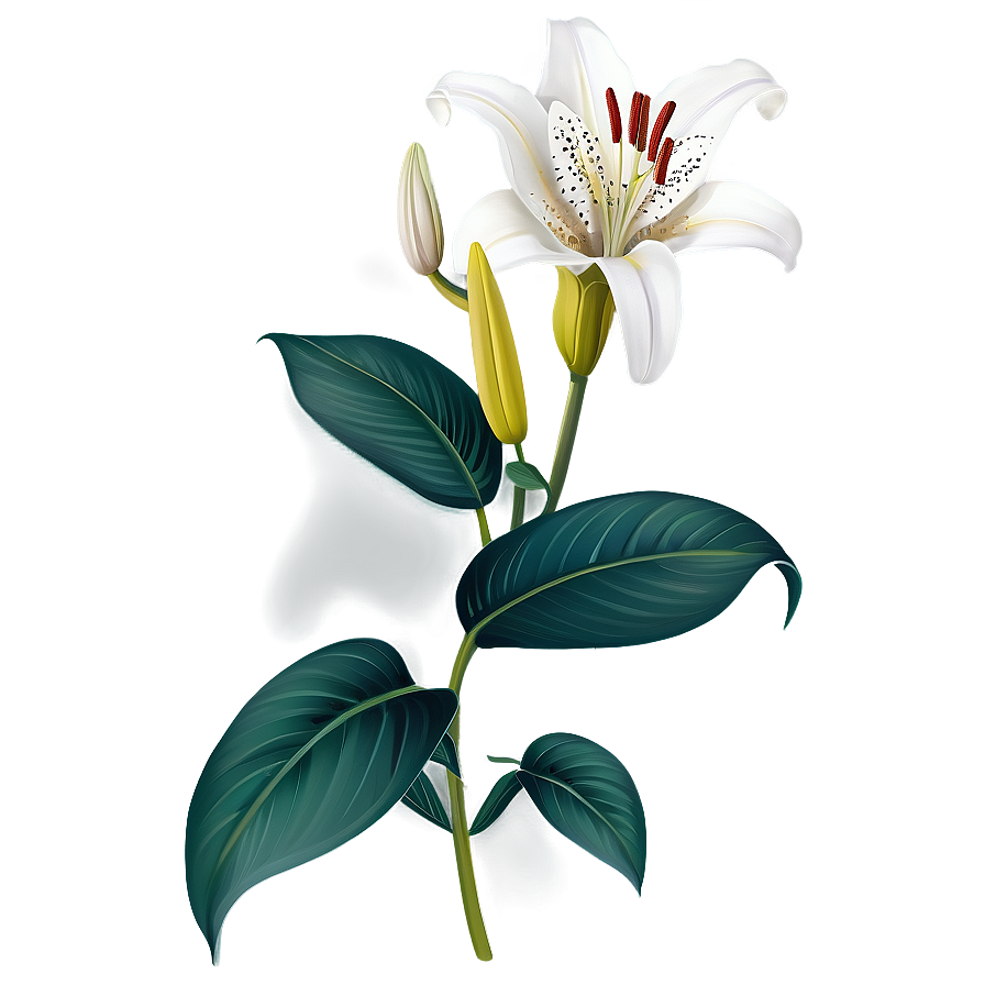 Lily Flower Icon Png 31 PNG