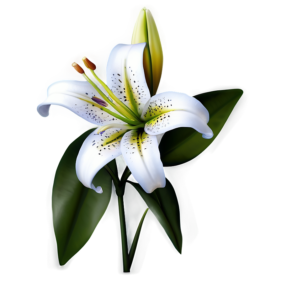 Lily Flower Icon Png 46 PNG