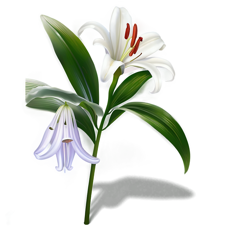 Lily Flower Icon Png Yul86 PNG