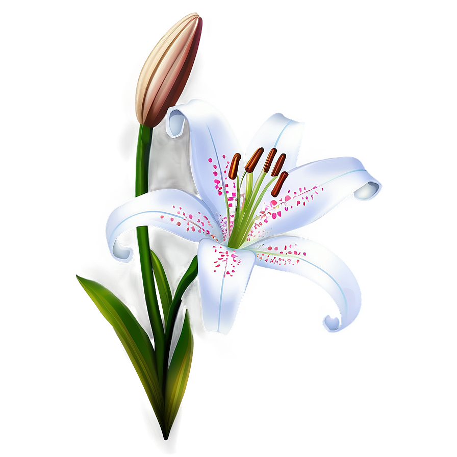 Lily Flower Illustration Png Pyi PNG