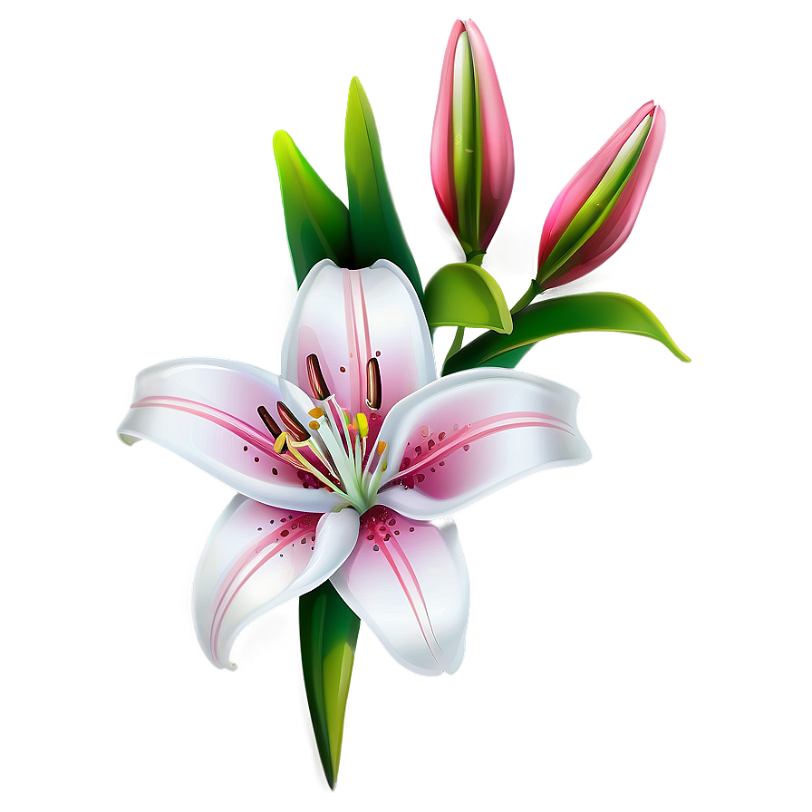 Lily Flower Illustration Png Vbb49 PNG