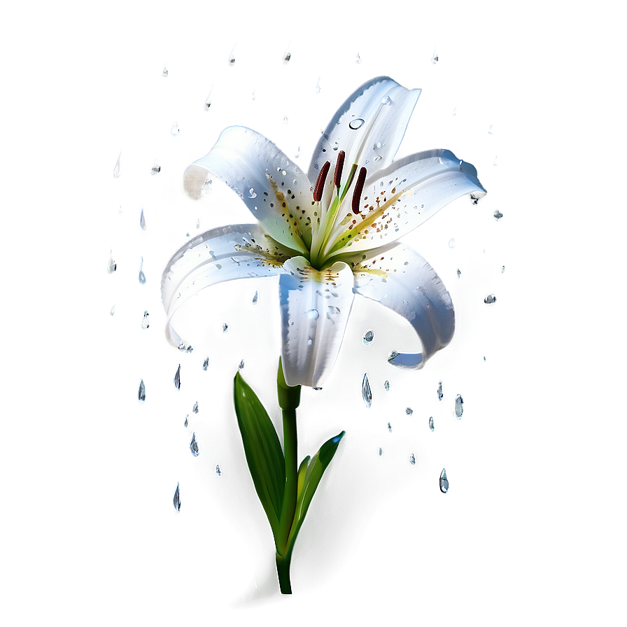 Lily Flower In Rain Png Ccv80 PNG