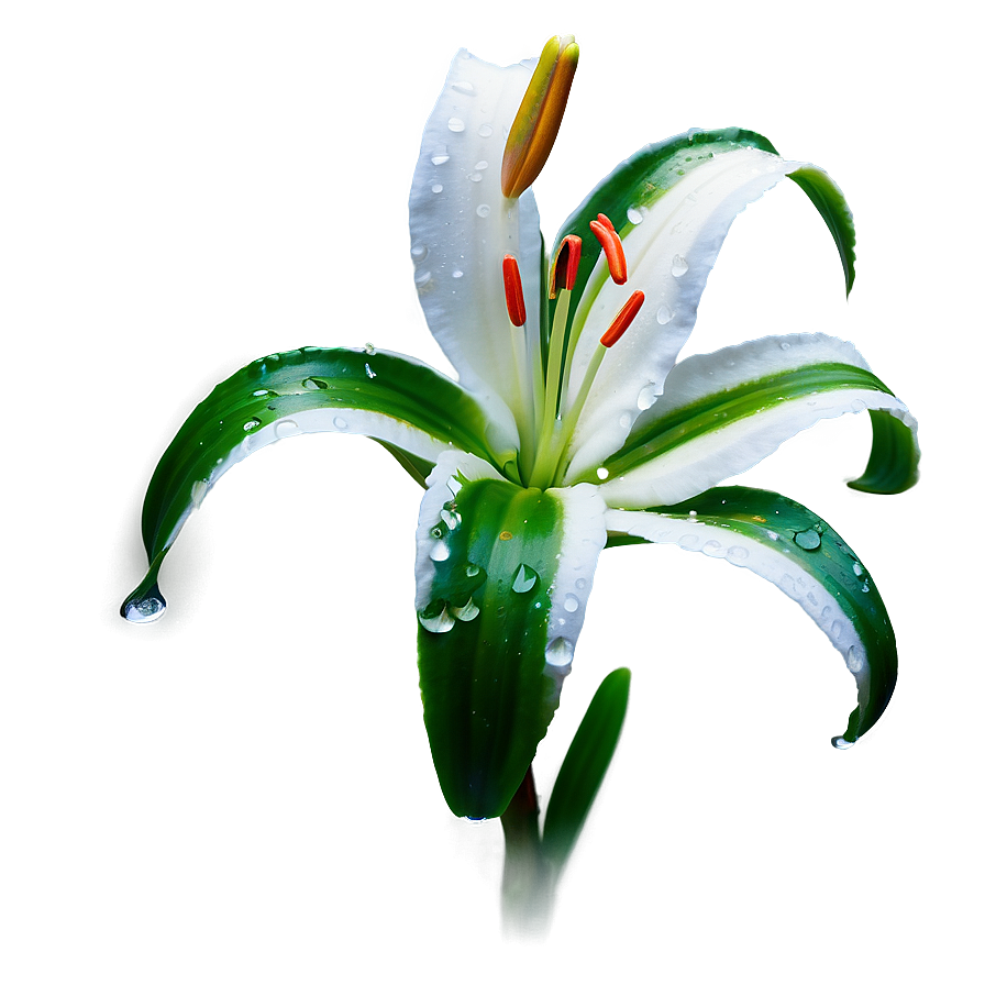 Lily Flower In Rain Png Gau62 PNG