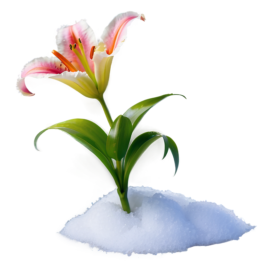 Lily Flower In Snow Png 45 PNG