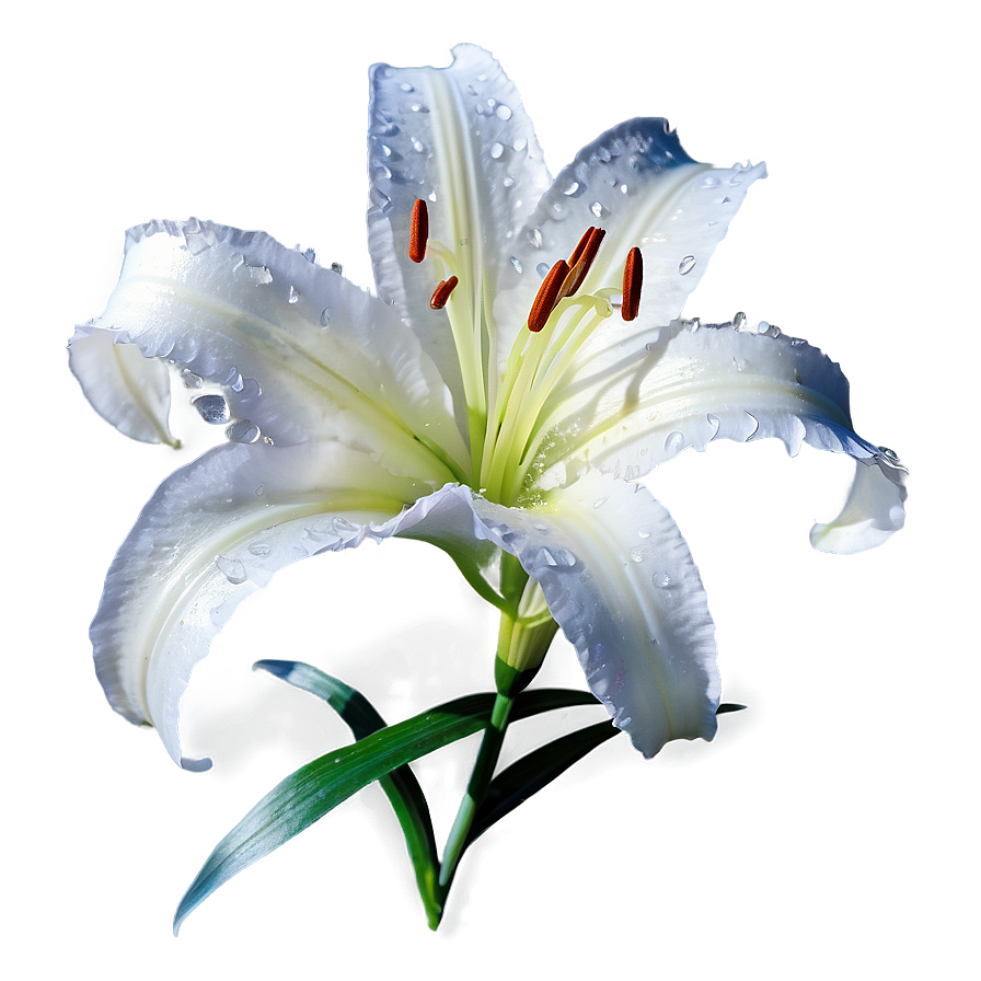Lily Flower In Snow Png Bqu PNG