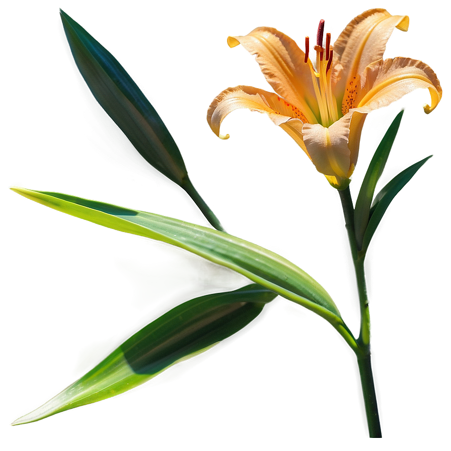 Lily Flower In Sunlight Png Gnt3 PNG