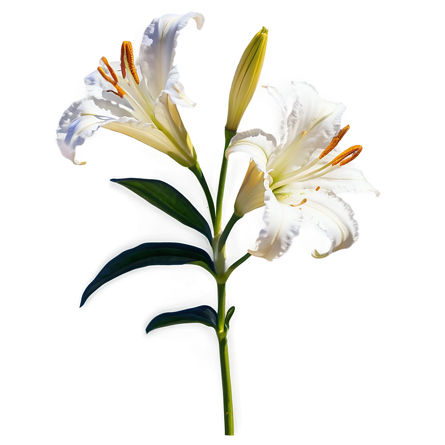 Lily Flower In Sunlight Png Ieq PNG