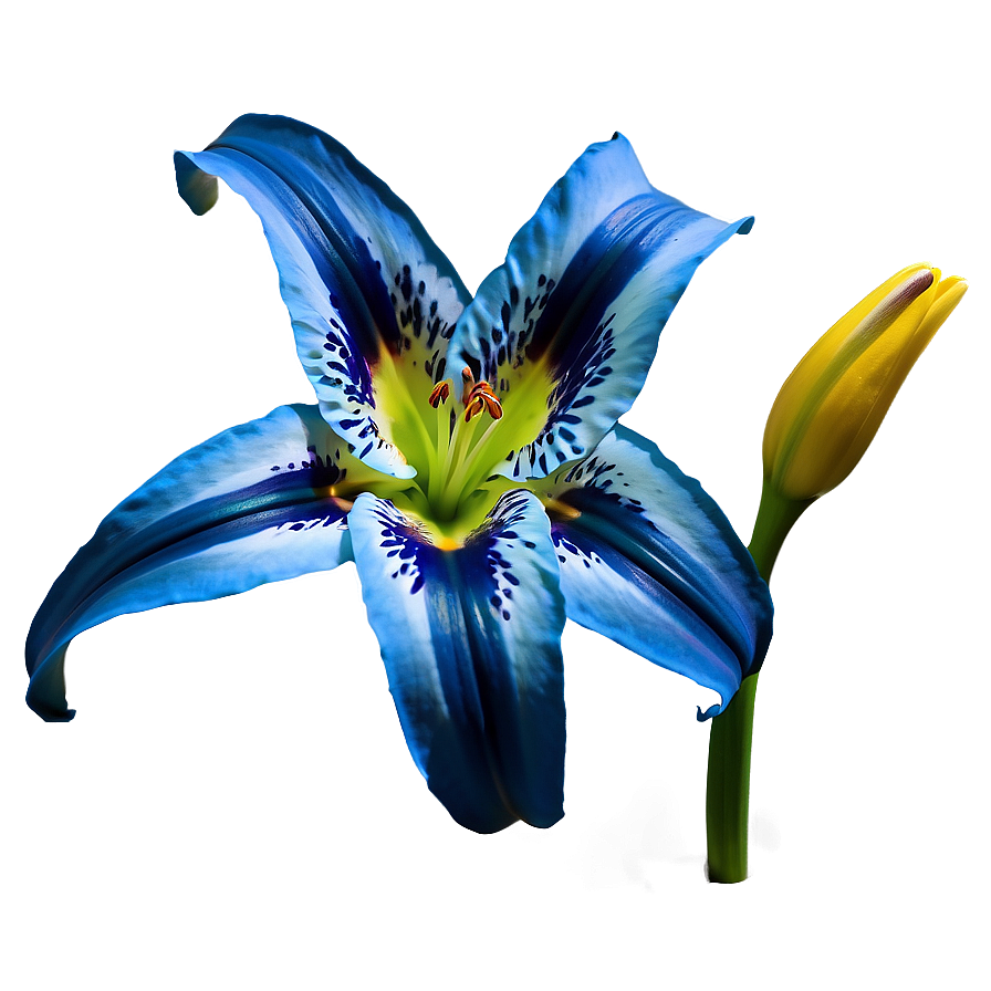 Lily Flower Night Bloom Png Myy96 PNG