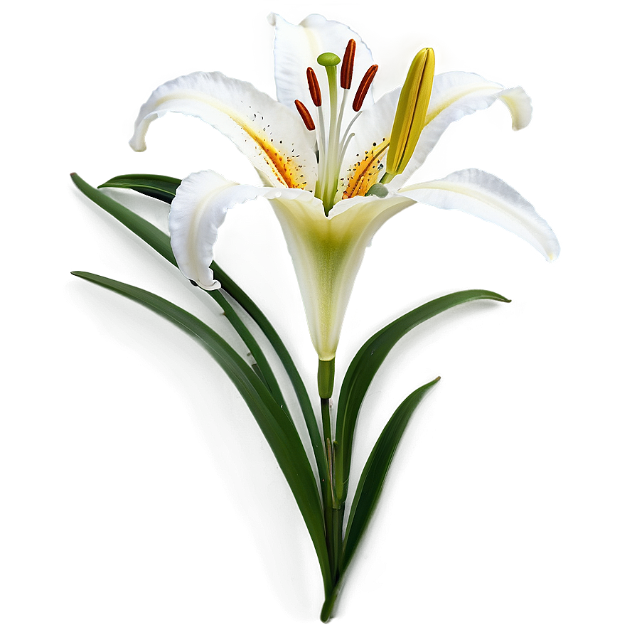 Lily Flower Pattern Png 79 PNG