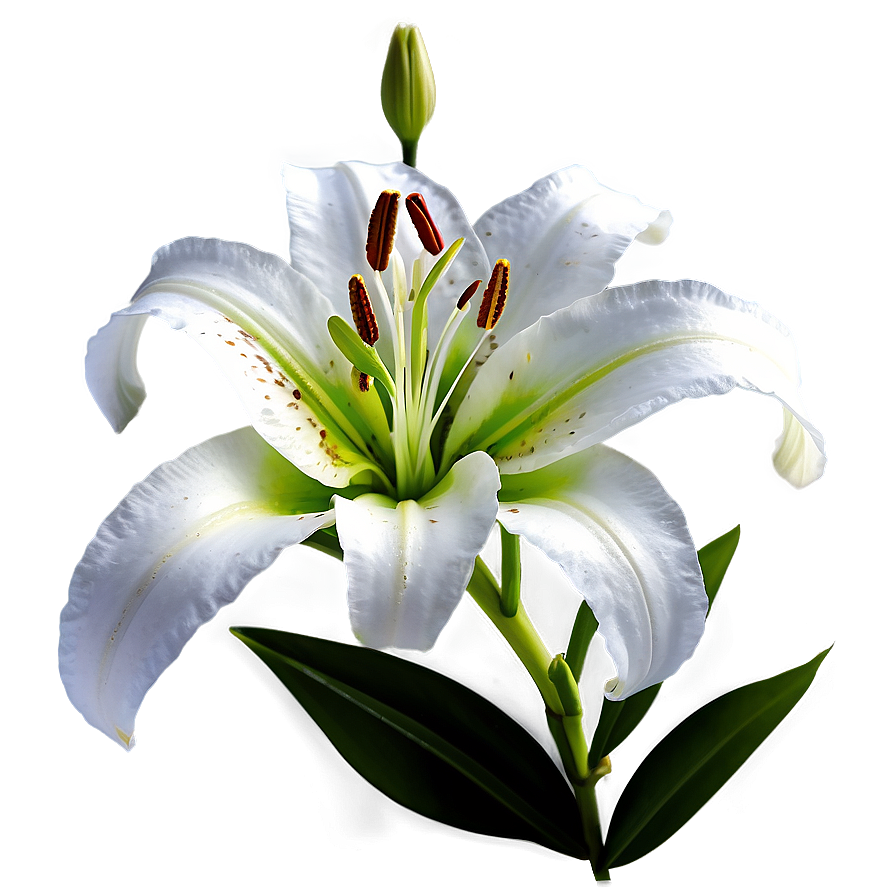 Lily Flower Png Xuo31 PNG