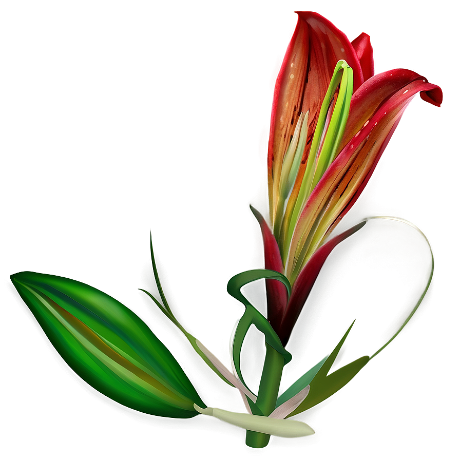 Lily Flower Seed Png 06272024 PNG