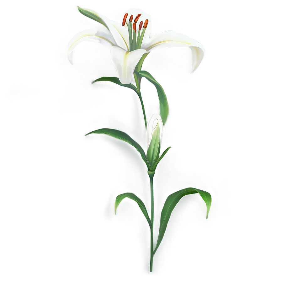Lily Flower Seed Png Ktv35 PNG