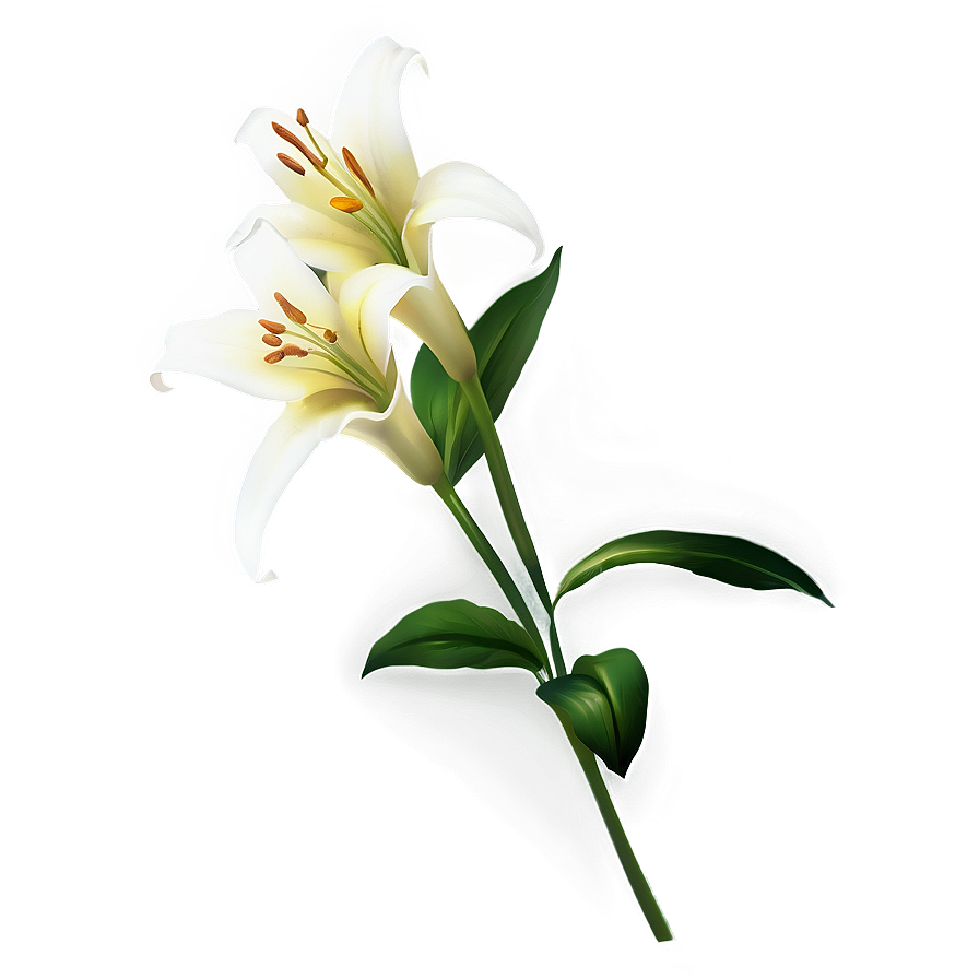 Lily Flower Silhouette Png 06272024 PNG