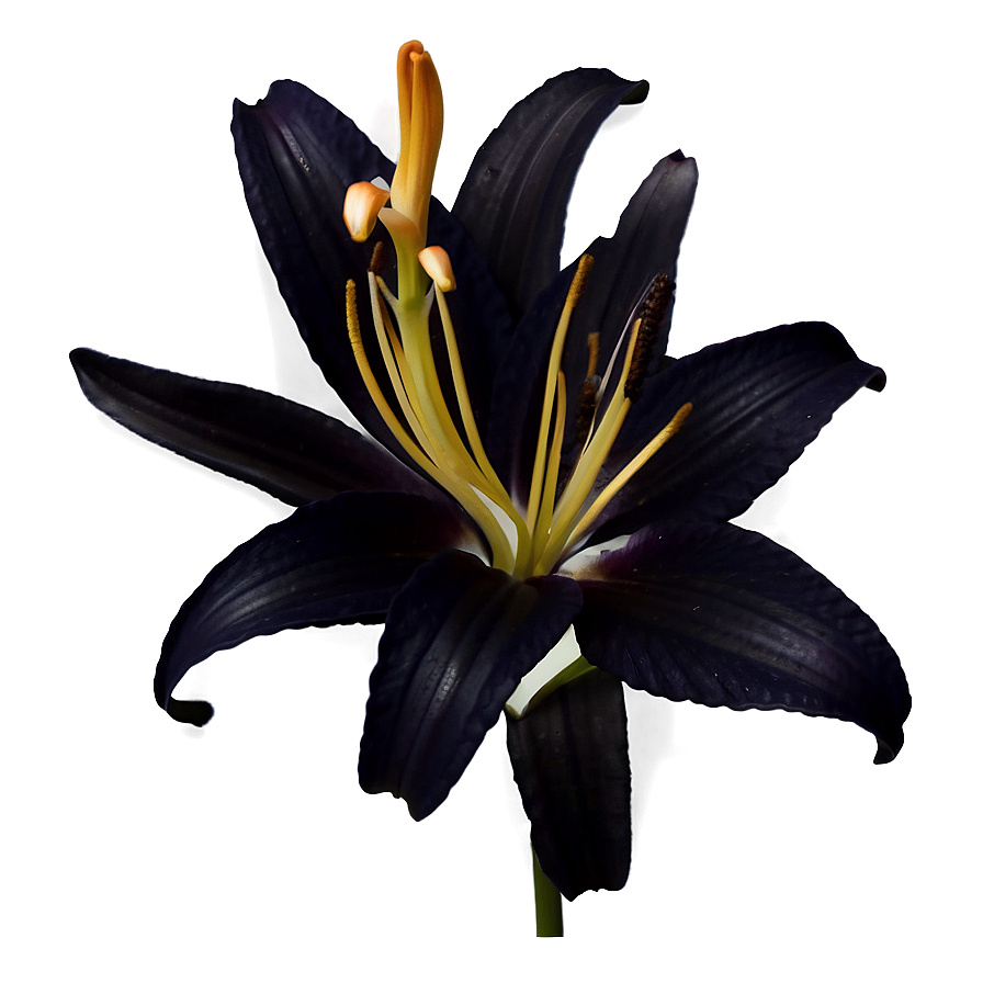 Lily Flower Silhouette Png Lml28 PNG
