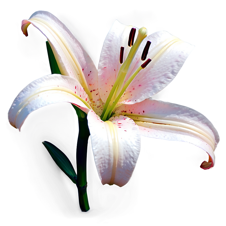 Lily Flower Sketch Png 49 PNG