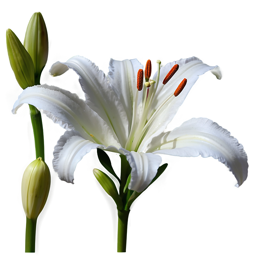 Lily Flower Stem Png 06272024 PNG