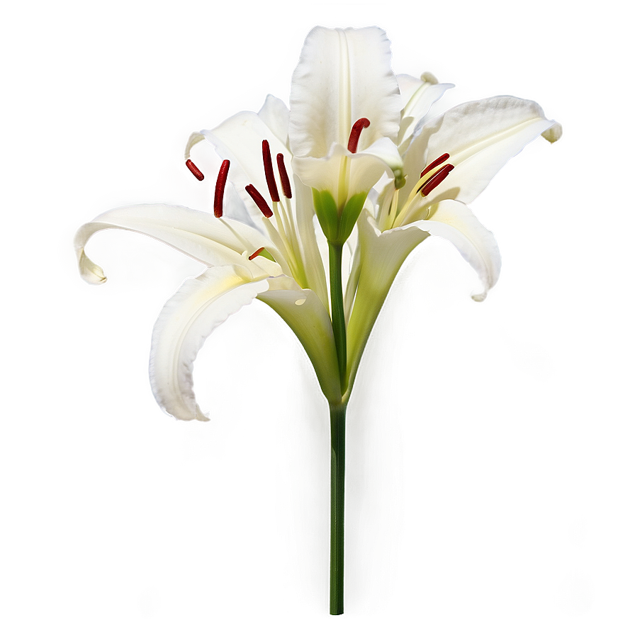 Lily Flower Stem Png 06272024 PNG
