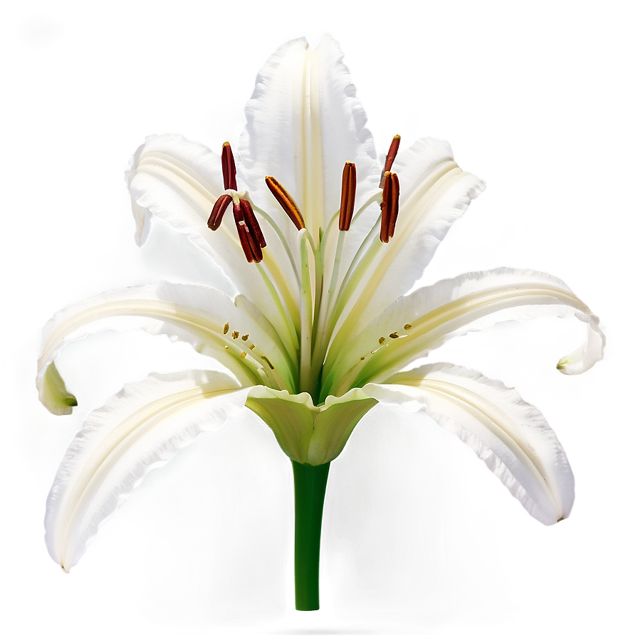 Lily Flower Stem Png 23 PNG
